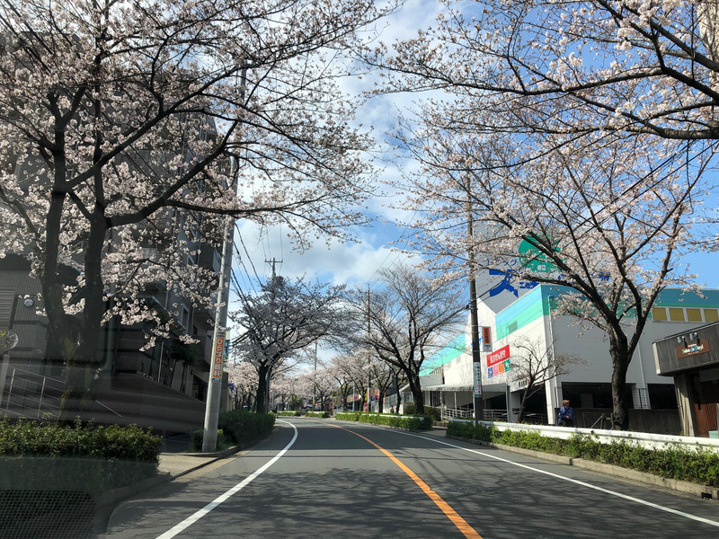 満開の桜並木の道路を撮影した風景写真