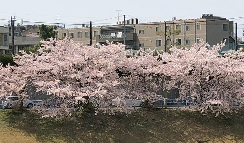 満開の桜並木とマンションを背景に撮影した風景写真