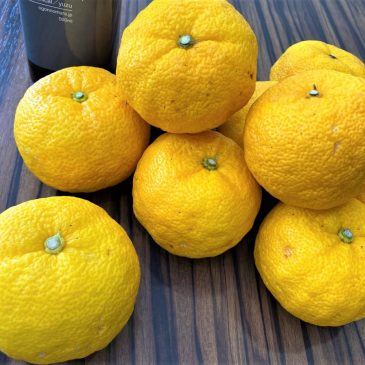 冬至は柚子湯♪柚子と言えば木頭柚子(＾ω＾)