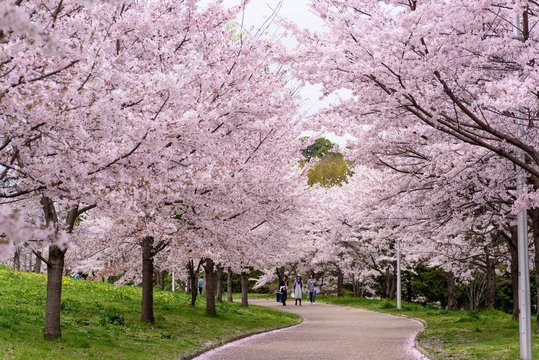 4月のスプリングキャンペーン
