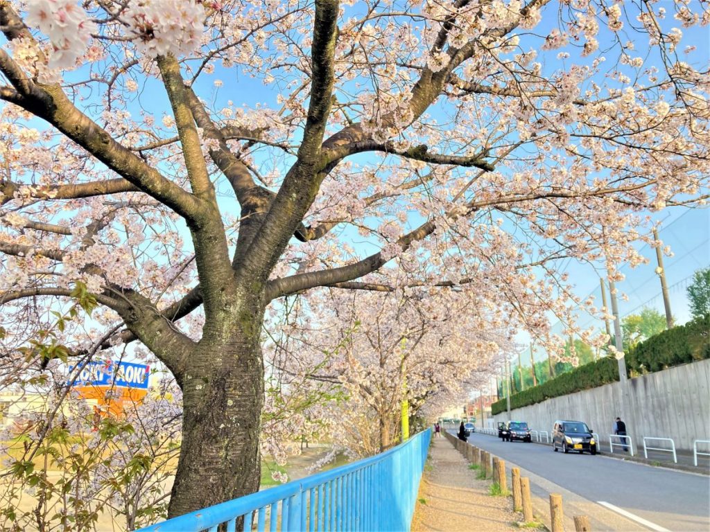 歩道沿いに続く満開の桜並木と青空、通行する車の様子