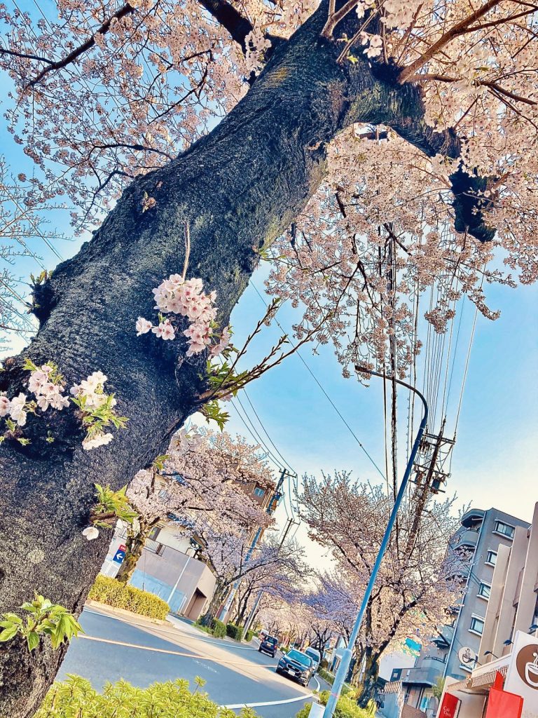 見上げるように咲き誇る満開の桜並木とお花見スポットの街並み